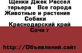 Щенки Джек Рассел терьера - Все города Животные и растения » Собаки   . Краснодарский край,Сочи г.